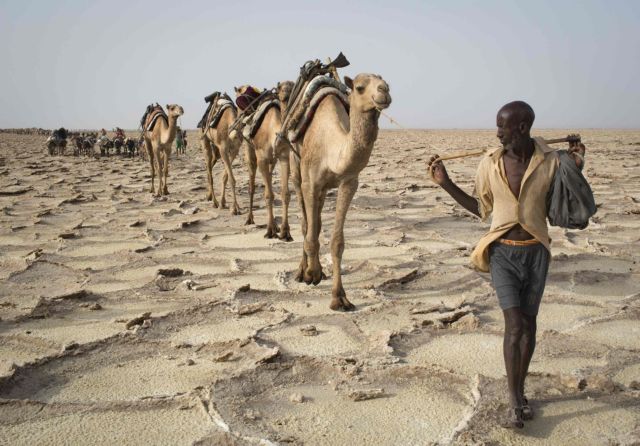 Οι καμήλες πιθανοί φορείς μετάδοσης του νέου ιού MERS στον άνθρωπο