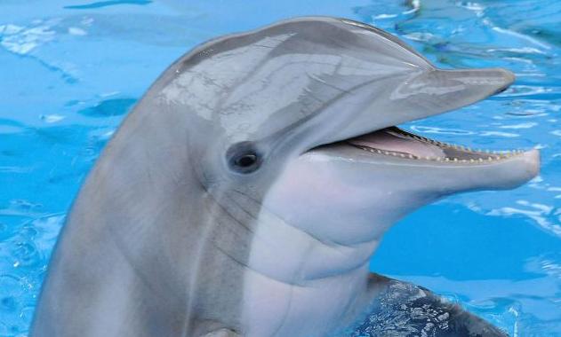 Τα δελφίνια διαθέτουν τη μεγαλύτερη κοινωνική μνήμη μετά τον άνθρωπο