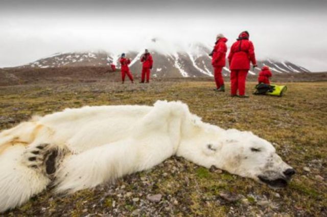 Βασανιστικός θάνατος πολικής αρκούδας από το λειώσιμο των πάγων