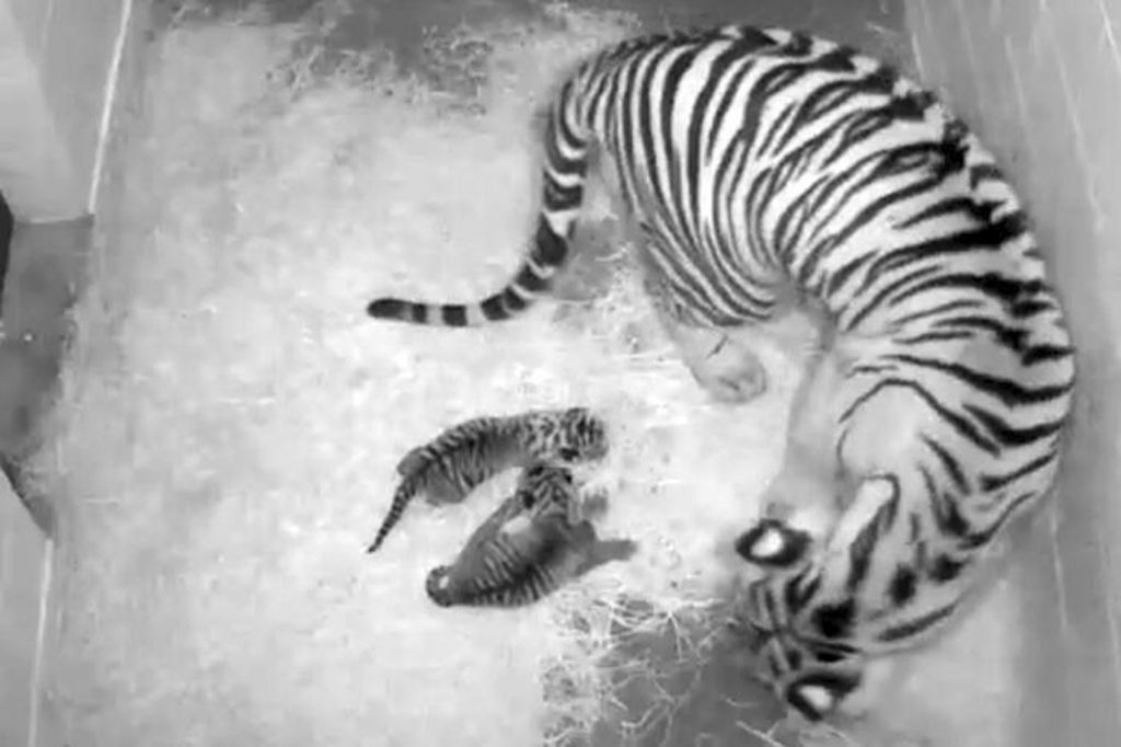 Δύο τιγράκια Σουμάτρας στις ΗΠΑ δίνουν… ελπίδα στα ζώα που απειλούνται με εξαφάνιση