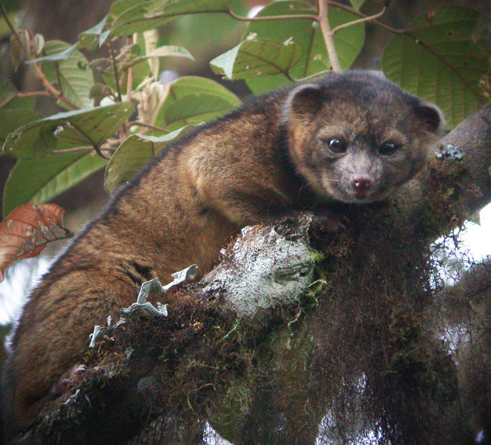 Νέο είδος μικρού θηλαστικού που ζει στα δέντρα ανακαλύφθηκε στον Ισημερινό
