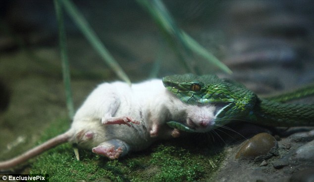 Πώς το γενναίο ποντίκι έχασε τη μάχη με το φίδι