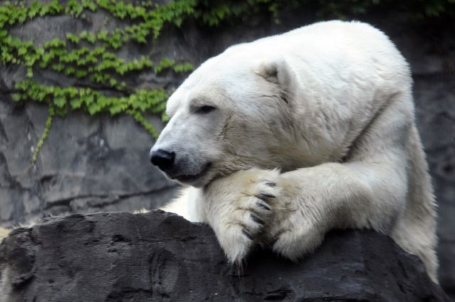 Αποχαιρετισμός στον αρκούδο Γκας