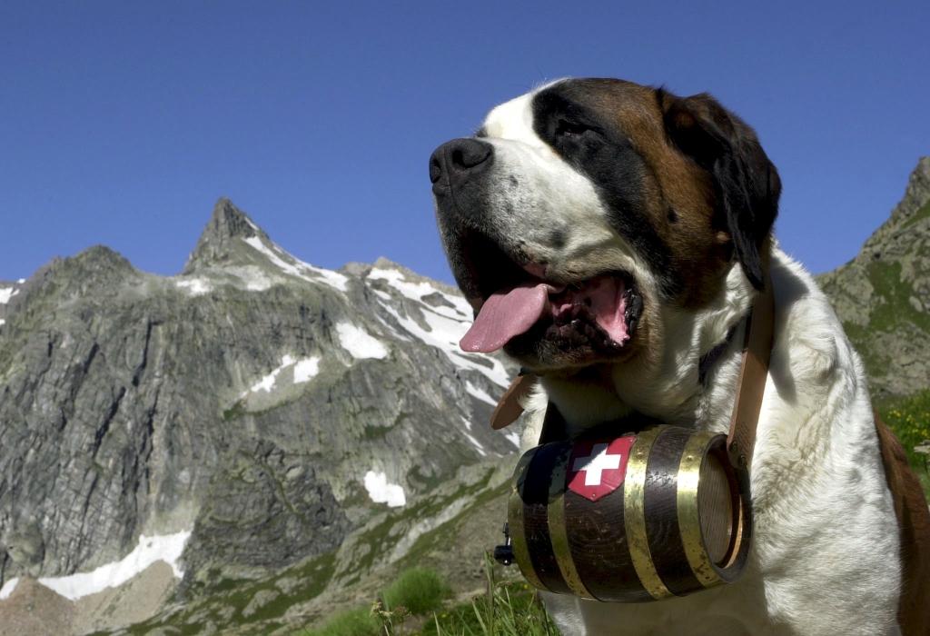 Γερουσιαστής στην Ελβετία ζητούσε να αντικατασταθούν τα στρατιωτικά αγήματα με… σκύλους