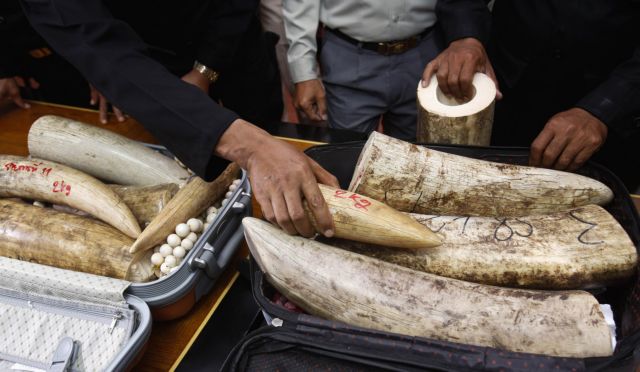 Οι ΗΠΑ καταστρέφουν 6 τόνους ελεφαντοστού για να καταπολεμήσουν το εμπόριο αγρίων ζώων