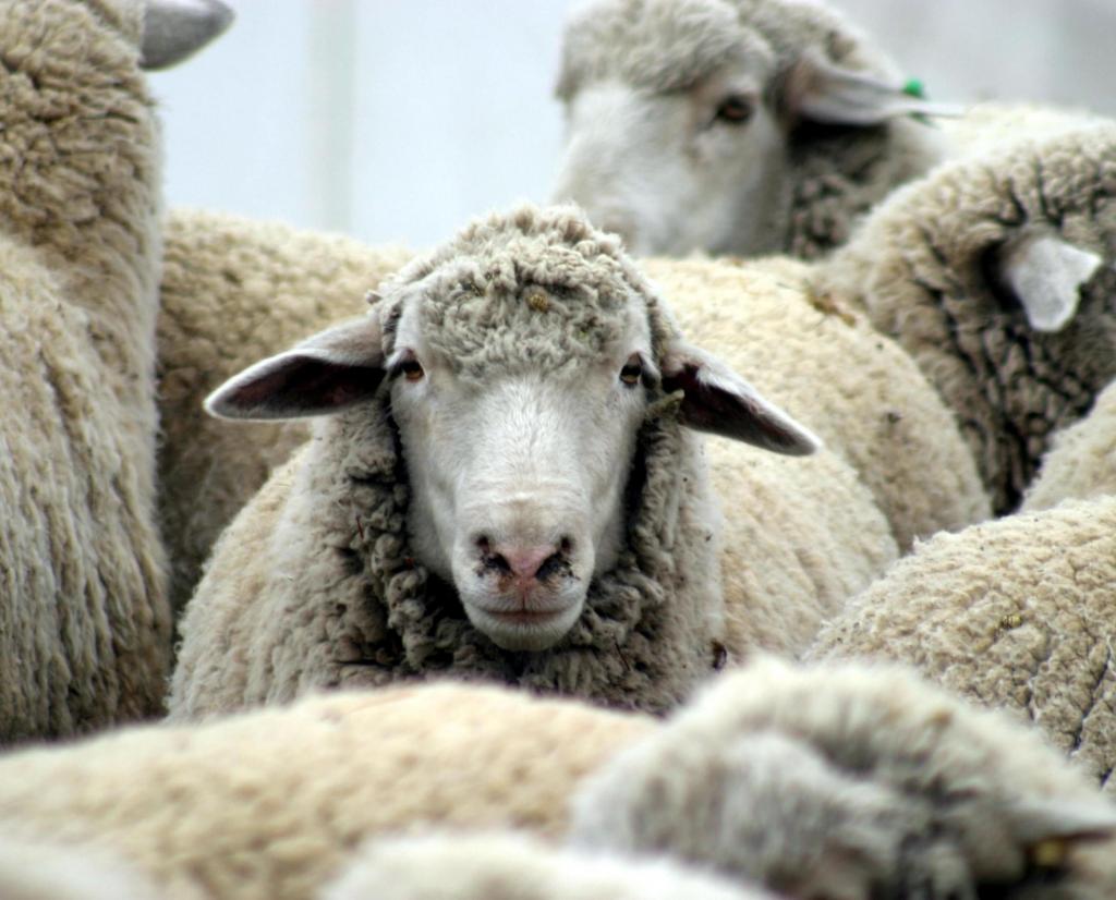2.792 πρόβατα έχουν θανατωθεί στον Έβρο, λόγω της εμφάνισης κλινικών κρουσμάτων ευλογιάς