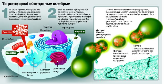 Νομπέλ Ιατρικής στην έρευνα για διαβήτη – Πάρκινσον