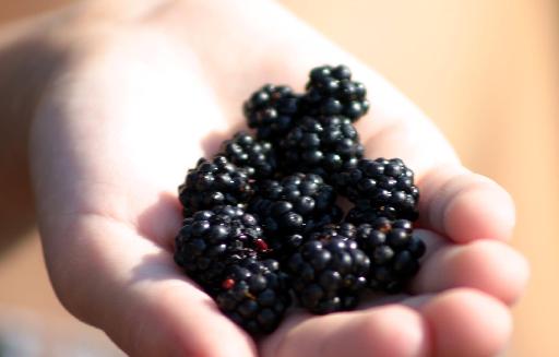 Τα μύρτιλα προστατεύουν από παχυσαρκία, διαβήτη, καρδιοπάθεια