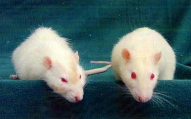 Επιστήμονες κατάφεραν να αντιστρέψουν τη διαδικασία γήρανσης σε ποντίκια