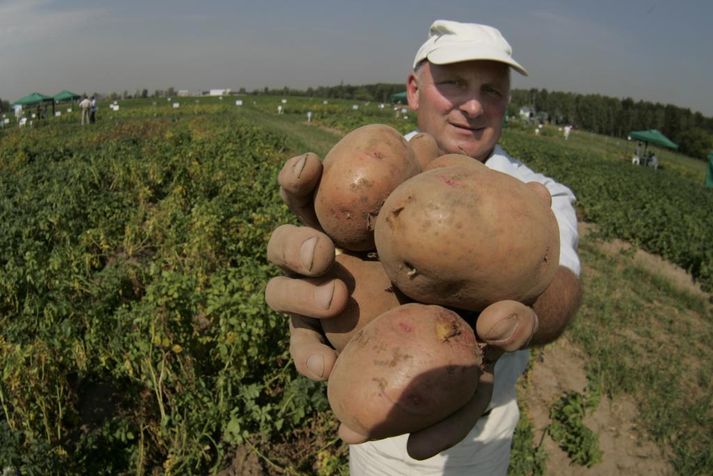Απαγορεύτηκε η διάθεση γενετικά τροποποιημένης πατάτας στην ευρωπαϊκή αγορά