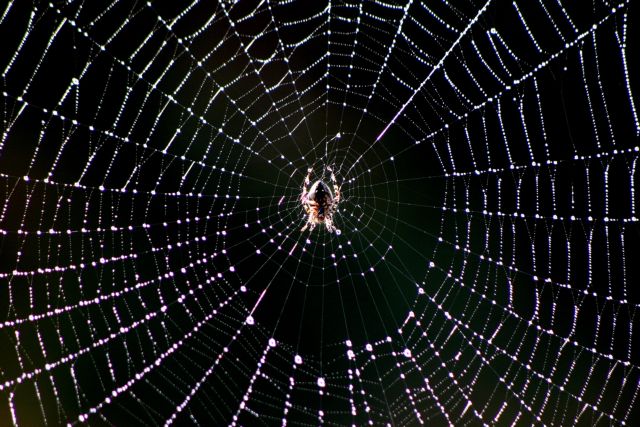 Το νέο θαύμα του ιστού της αράχνης