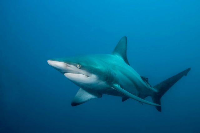 Καρχαρίες στην Αυστραλία στέλνουν μηνύματα στο Twitter!