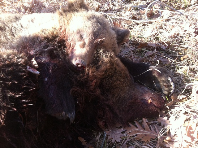 Καστοριά: Πυροβόλησαν και σκότωσαν μια αρκούδα και το αρκουδάκι της!