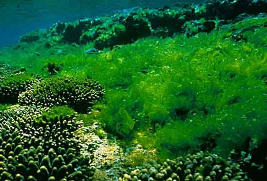 Τα φύκια μπορεί να θεραπεύουν την ακμή