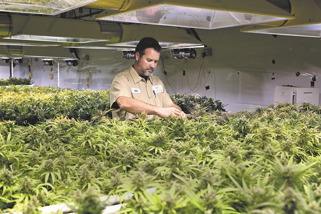 Φούσκα η εταιρεία που θα επένδυε στην κάνναβη