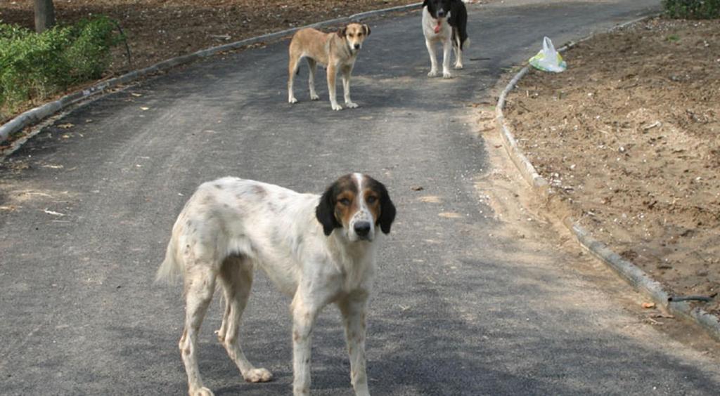 Θεσσαλονίκη: Ολο και περισσότεροι εγκαταλείπουν τα σκυλιά τους στο δρόμο λόγω κρίσης