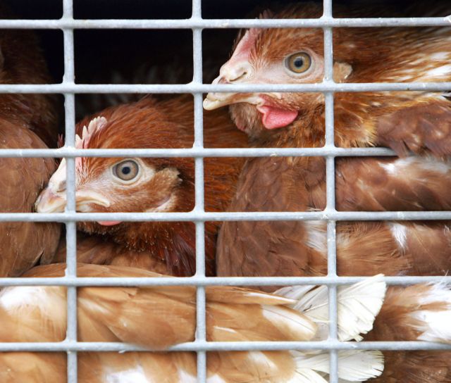 Απαγορευμένα αντιβιοτικά σε κοτόπουλα πτηνοτροφείου στο Κορωπί
