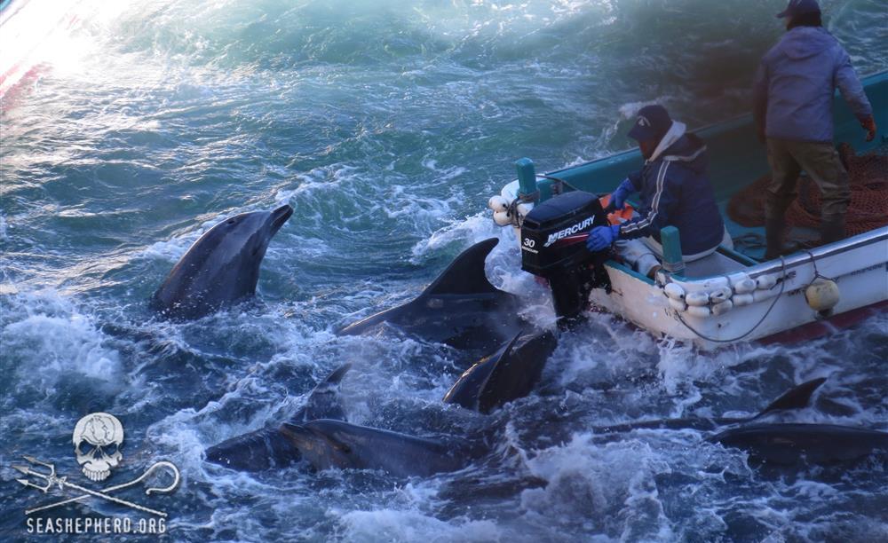 Μαζική σφαγή δελφινιών στην Ιαπωνία