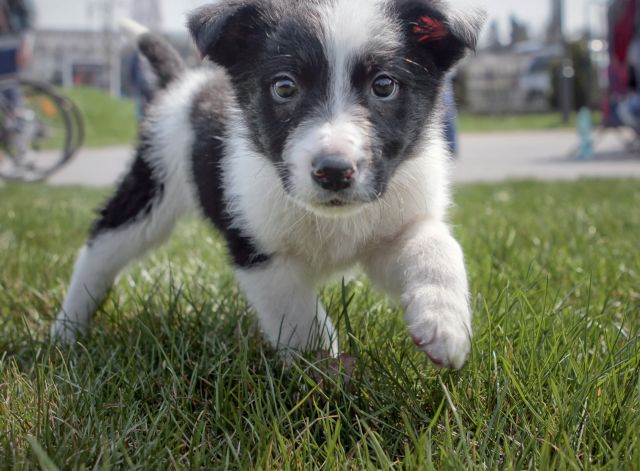 Νάπολη: Το DNA των σκύλων θα φανερώνει ποιος άφησε τις ακαθαρσίες τους στο πεζοδρόμιο