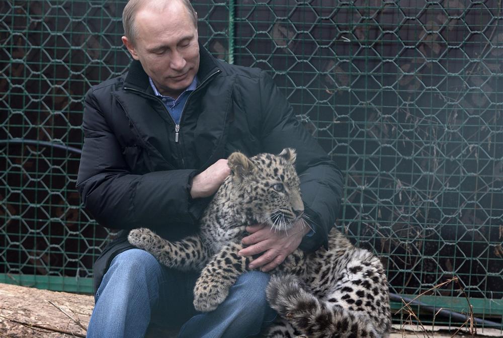 Η λεοπάρδαλη «ήθελε» τον Πούτιν, αλλά όχι άλλους μέσα στο κλουβί