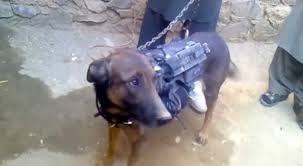 Οι Ταλιμπάν κρατούν σκύλο της Διεθνούς Δύναμης ως αιχμάλωτο πολέμου