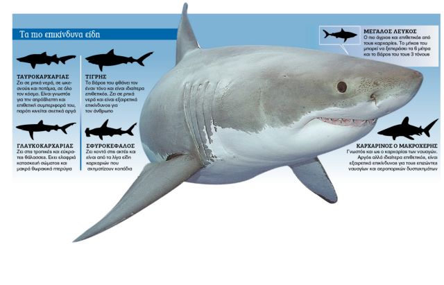 Καρχαρίας: Ο επικηρυγμένος των ωκεανών