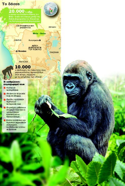 Το βασίλειο των πιθήκων στο Κονγκό