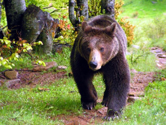 Εργα 1,5 εκατ. ευρώ για την προστασία της αρκούδας στα Γρεβενά