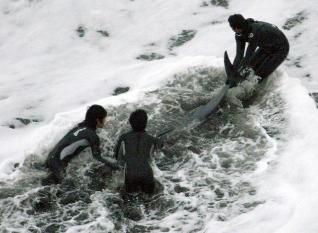 Ιαπωνία: Η οργάνωση Sea Shepherd ανακοίνωσε πως έσωσε 750 φάλαινες από τους ιάπωνες φαλαινοθήρες