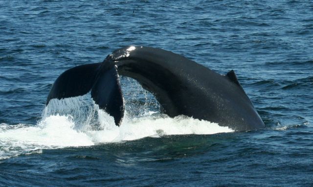 Παγκόσμιο ρεκόρ κατάδυσης για θηλαστικό από φάλαινα, που κράτησε την αναπνοή της 137 λεπτά