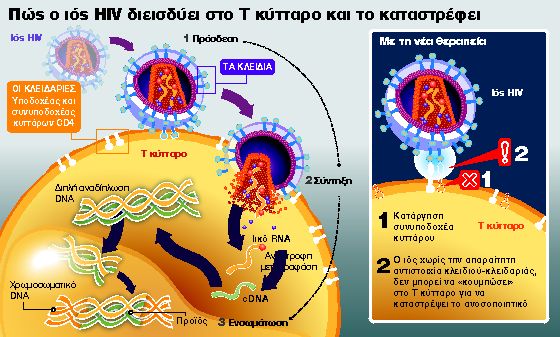 Κλείδωσαν τα κύτταρα για τον HIV