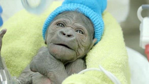 Γοριλάκι γεννήθηκε με καισαρική τομή ειδική για ανθρώπους