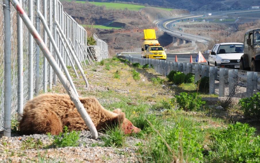 Μια ακόμη αρκούδα νεκρή στην Εγνατία Οδό – ήταν τεσσάρων ετών, είναι η πρώτη του 2014