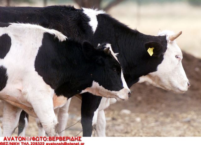 Τρεις κατηγορίες γάλακτος προτείνουν οι φορείς των αγελαδοτρόφων