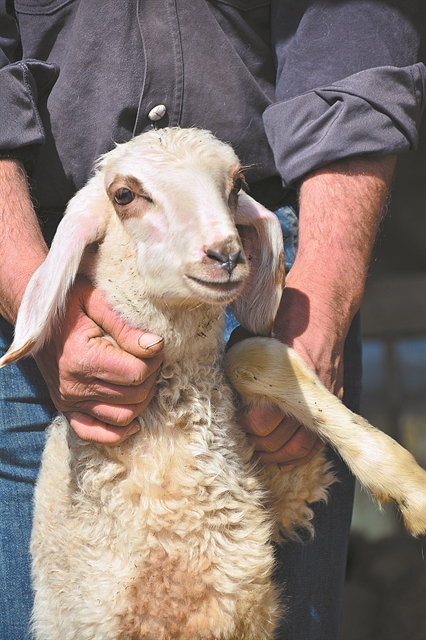 Κατάρρευση των τιμών παραγωγού στο γάλα