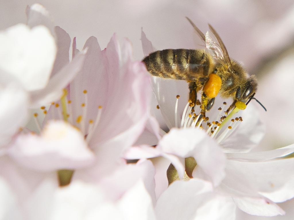 Greenpeace: Γύρη με τοξικά φυτοφάρμακα συλλέγουν οι μέλισσες και στην Ελλάδα