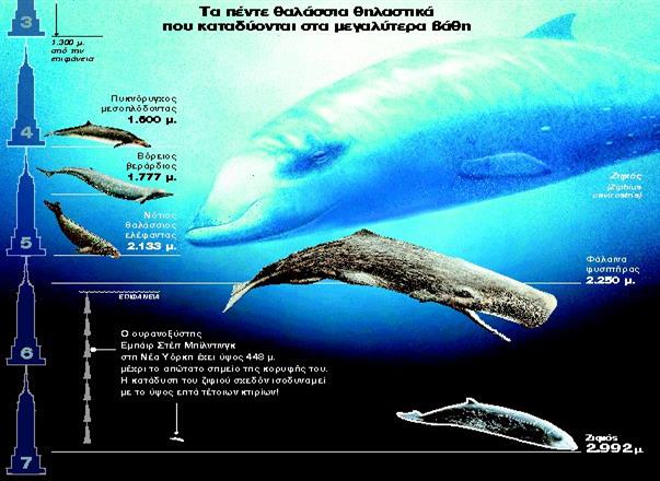 Οι ζιφιοί που έσπασαν τα ρεκόρ