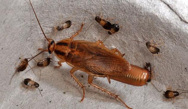 Οικόσιτα έντομα: Τι (δεν) ξέρουμε για τους μικροσκοπικούς συγκατοίκους μας