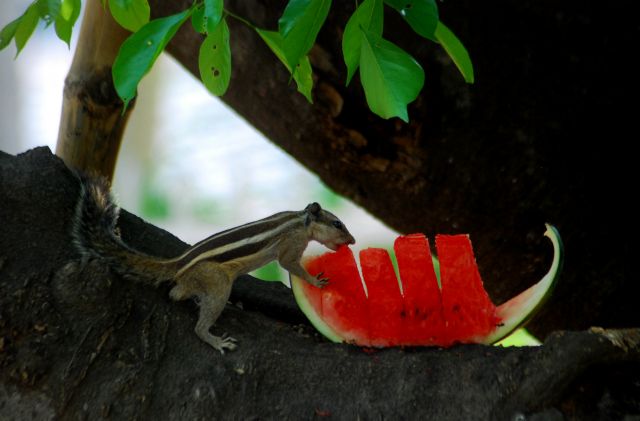 [Κλικ] Δροσερή λιχουδιά για τον ιερό σκίουρο