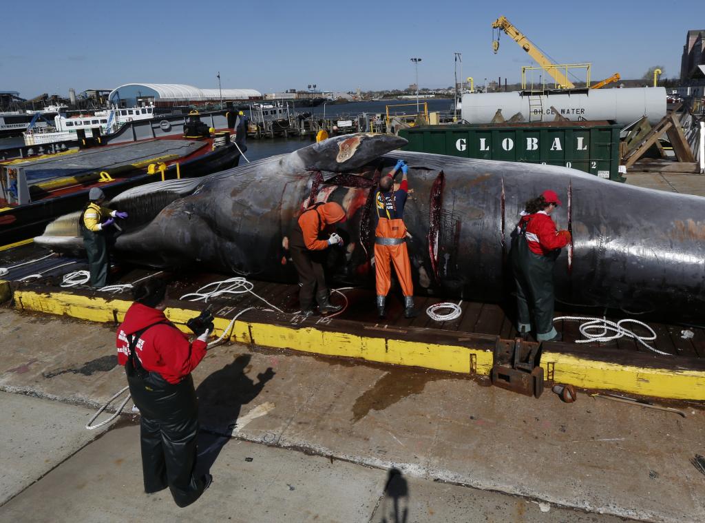 Ιαπωνία: «Θα συνεχίσουμε τη φαλαινοθηρία παρά την απόφαση του Δικαστηρίου του ΟΗΕ»