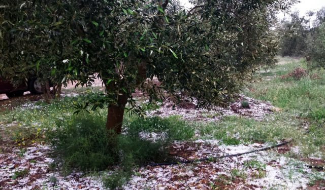 Ισχυρή χαλαζόπτωση έπληξε καλλιέργειες στο Αργος