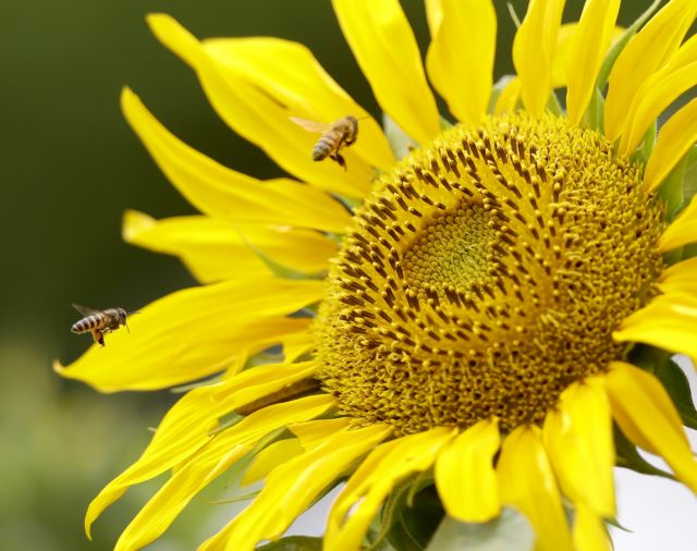 Στην καλλιέργεια της γης ψάχνουν το αντίδοτο στη μείωση των μελισσών