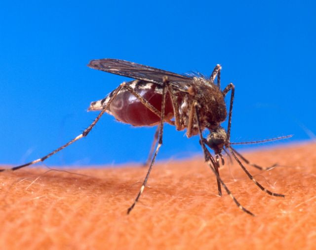 Βραζιλία: Σκοτώνουν τα κουνούπια όταν τσιμπήσουν