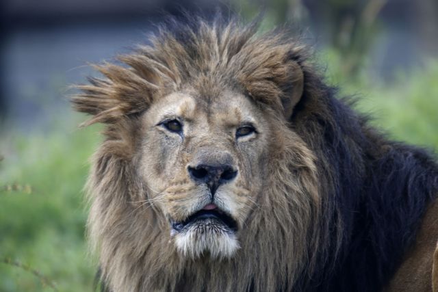 Εκλεψαν λιοντάρι από καταφύγιο άγριων ζώων στη Βραζιλία