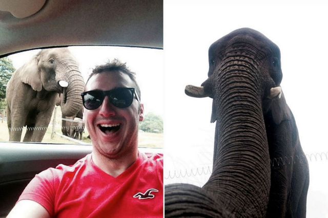 Ελέφαντας βγάζει τη δική του… selfie σε πάρκο της Βρετανίας