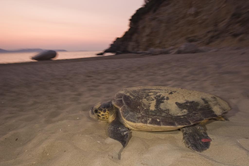 Αναστέλει όλες τις οικοδομικές άδειες στην περιοχή natura της Κυπαρισσίας το υπουργείο Περιβάλλοντος