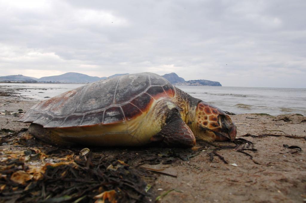 Ζάκυνθος: Εφτασαν οι πρώτες χελώνες καρέτα-καρέτα για τη φετινή περίοδο ωοτοκίας