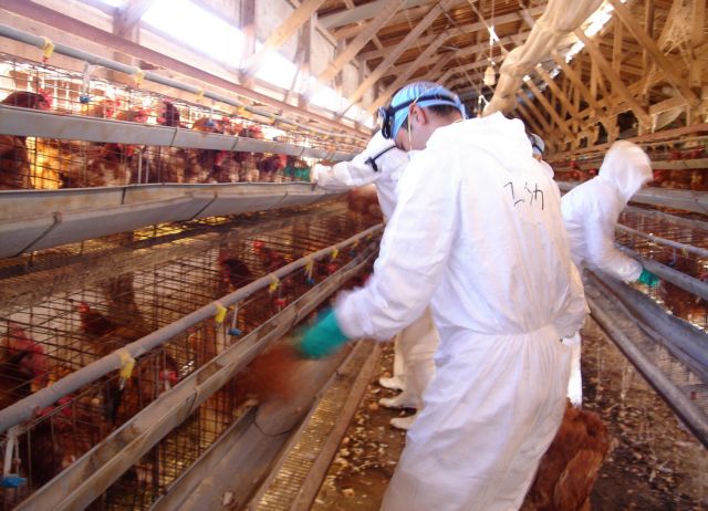 Πρόστιμα 42,5 εκατ. ευρώ σε πτηνοτροφικές επιχειρήσεις για δημιουργία καρτέλ