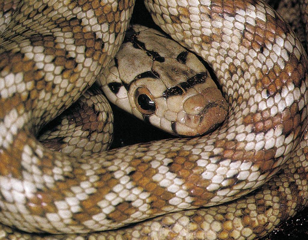 Ενα από τα μεγαλύτερα φίδια της Ελλάδας βρέθηκε… κατά λάθος σε σχολείο της Θεσσαλονίκης