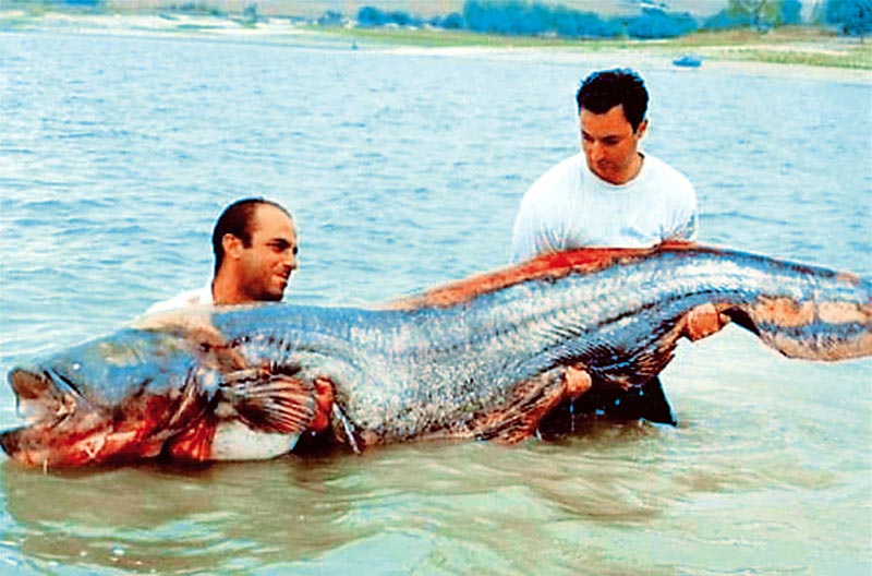 Ψάρεψαν γουλιανό 150 κιλών σε λίμνη στην Κοζάνη